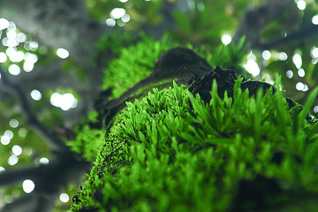 老树苔藓树上的苔藓高清图片
