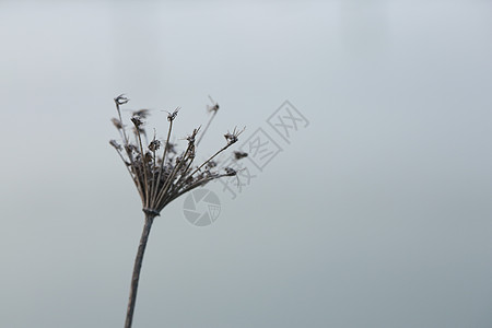 枯萎的花朵茎干高清图片