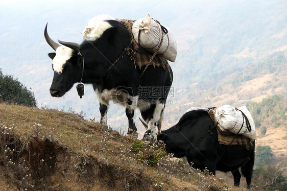 驮着包裹的牛