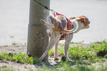 撒尿的小狗高清图片