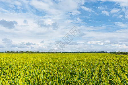 蓝天麦田麦田全景背景