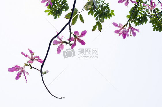 高调的紫荆花图片