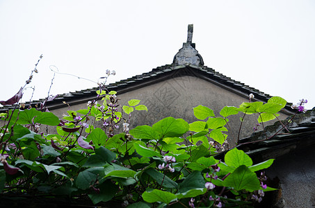 屋顶绿植古建筑屋顶的绿植背景