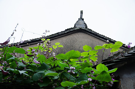 古建筑屋顶的绿植图片