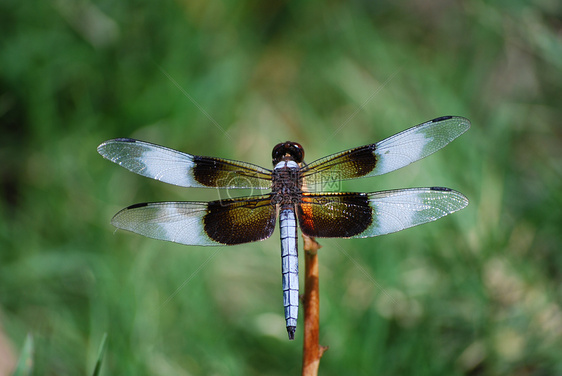 展开翅膀的蜻蜓