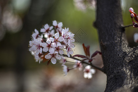 小白雪梅棵开花的树高清图片