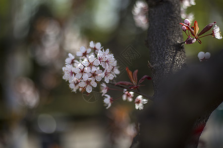 小白雪梅盛开小白花高清图片