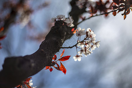 小白雪梅棵开花的树高清图片