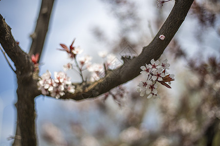 小白雪梅棵开花的树高清图片