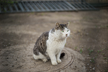 猫和爱心流浪猫背景