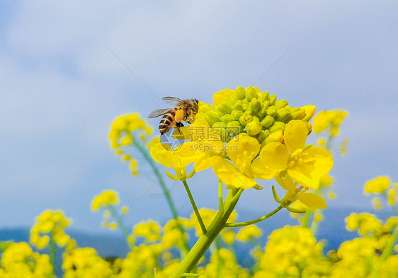 油菜花上的蜜蜂图片