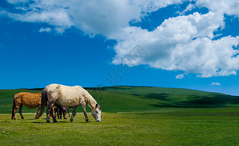 若尔盖草原上的马背景