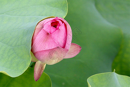 俯视荷花花苞背景图片