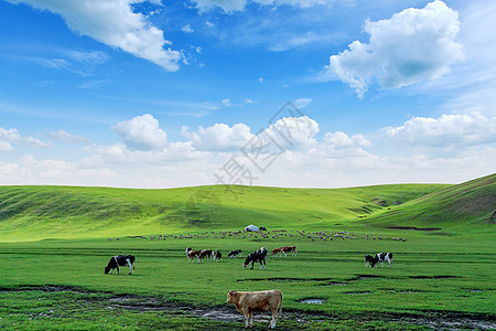 牛羊成群草原背景