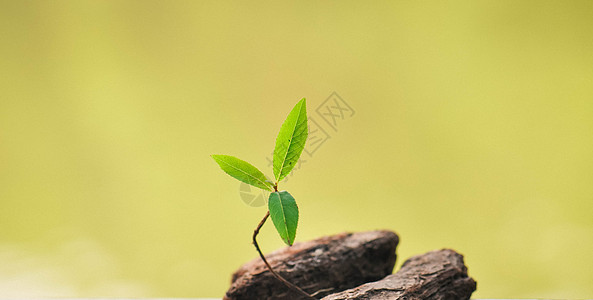 小树苗特写植树节浮草高清图片