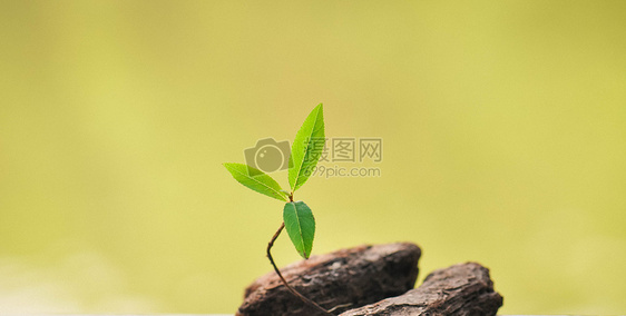 小树苗特写图片