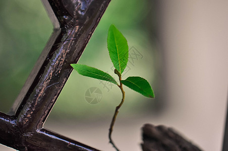 窗户上的绿苗背景图片