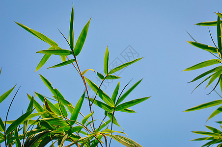 天空的竹叶背景图片