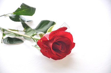 白背景上一朵绽放的玫瑰花图片