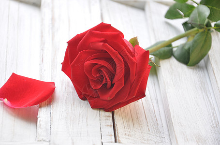红色玫瑰背景玫瑰花的花瓣背景