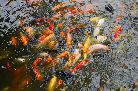 水池中正在抢食的金鱼