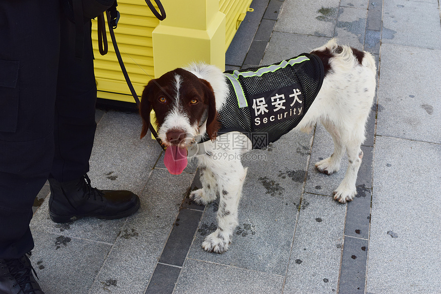 正在巡逻的保安犬