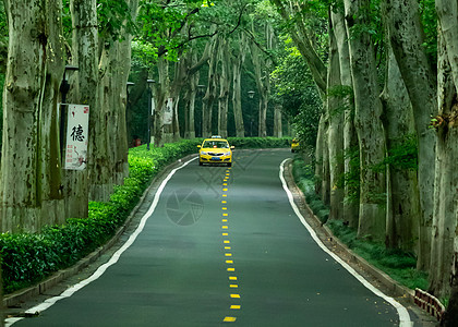 绿色森林的林中小道背景