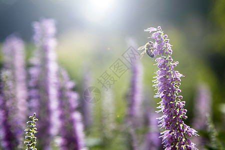 蜜蜂恋花图片