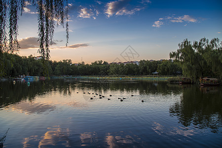 黑色树林夏之色彩背景