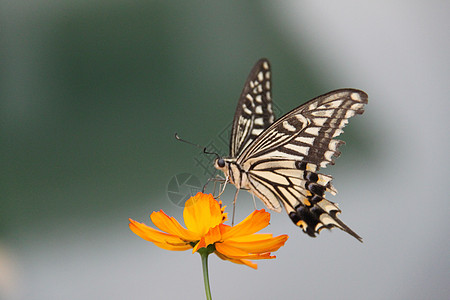 花蝴蝶矢量图图片