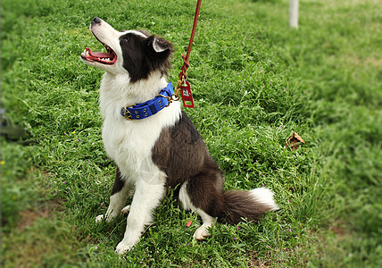 狗小型犬狗项圈高清图片