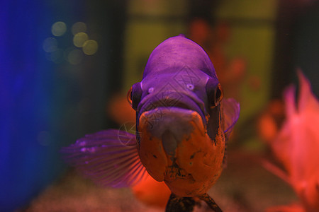 动物金鱼背景图片