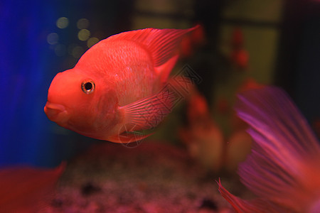 水族馆里金鱼动物金鱼背景