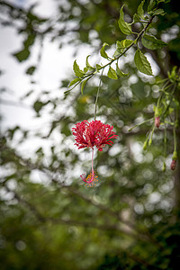 槿花图片