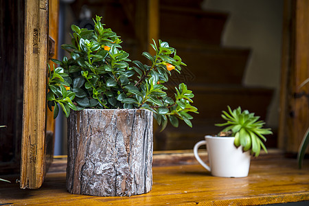 小草植物盆栽绿色植物背景