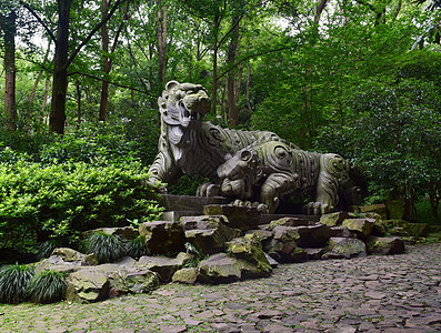 咆哮老虎杭州虎跑旅游圣地背景