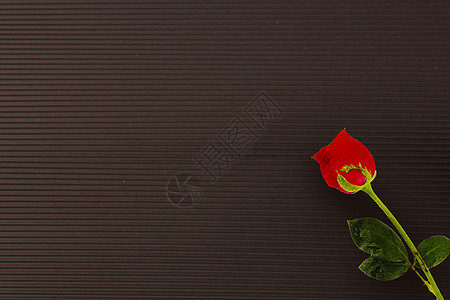 红色玫瑰七夕黑色背景摆拍图片