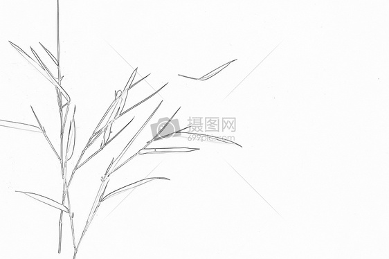 线描竹子图片
