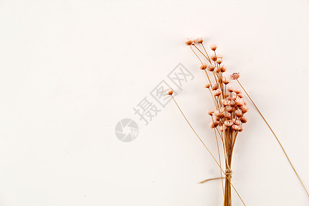 花背景图片 花背景素材 花背景高清图片 摄图网图片下载 花背景图片 花背景素材 花背景高清图片 摄图网图片下载