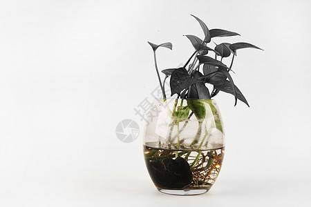 透明花瓶照片 透明花瓶背景 透明花瓶摄影图片下载 摄图网