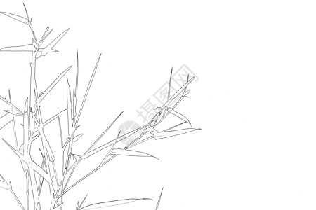 背景线描线描竹子背景