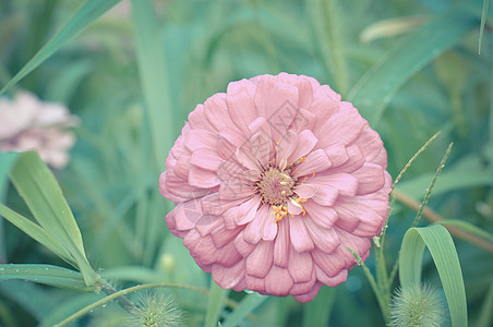 百日菊红色花朵特写百日草高清图片