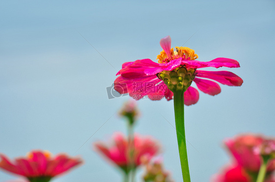 天空下的粉的花图片