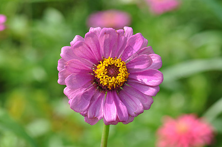 粉色的花背景图片