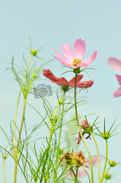 花卉图片