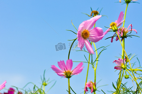 格桑花图片