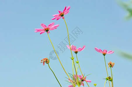 五彩缤纷的花卉天空下的格桑花背景