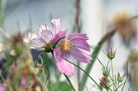 格桑花特写格桑梅朵高清图片