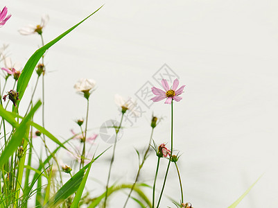 白格桑花素材白背景前的花卉背景