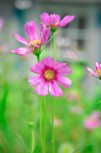 3朵格桑花格桑梅朵高清图片